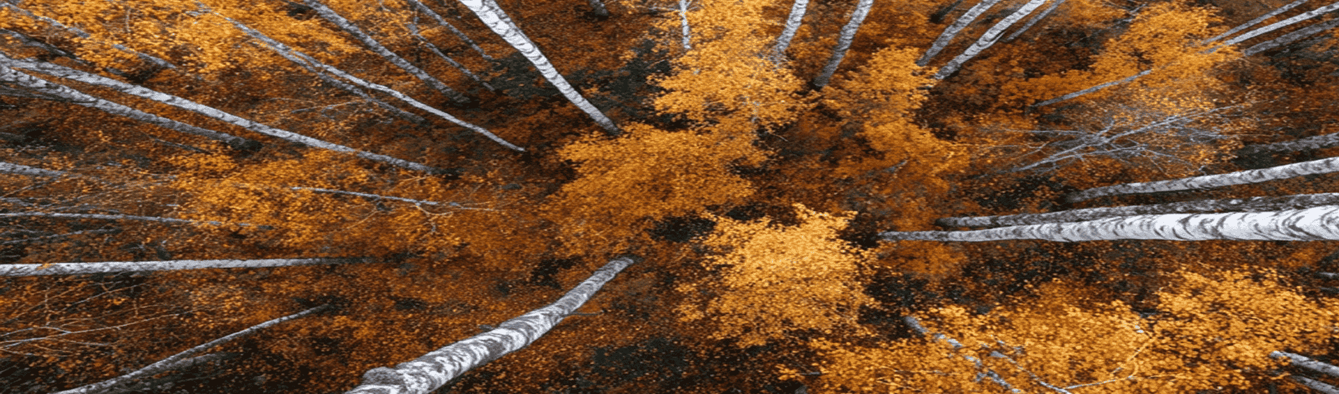 Fall forest aerial view
